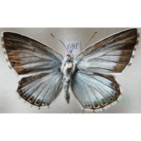 Polyommatus coridon (Poda, 1761) male Modraszek korydon Czech68f